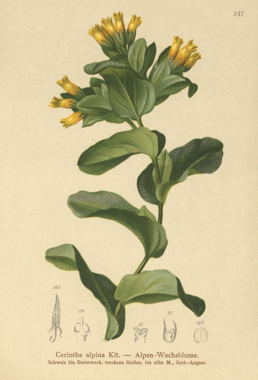 Honeywort suave (Cerinthe alpina, Cerinthe glabra subsp. Glabra) de German School