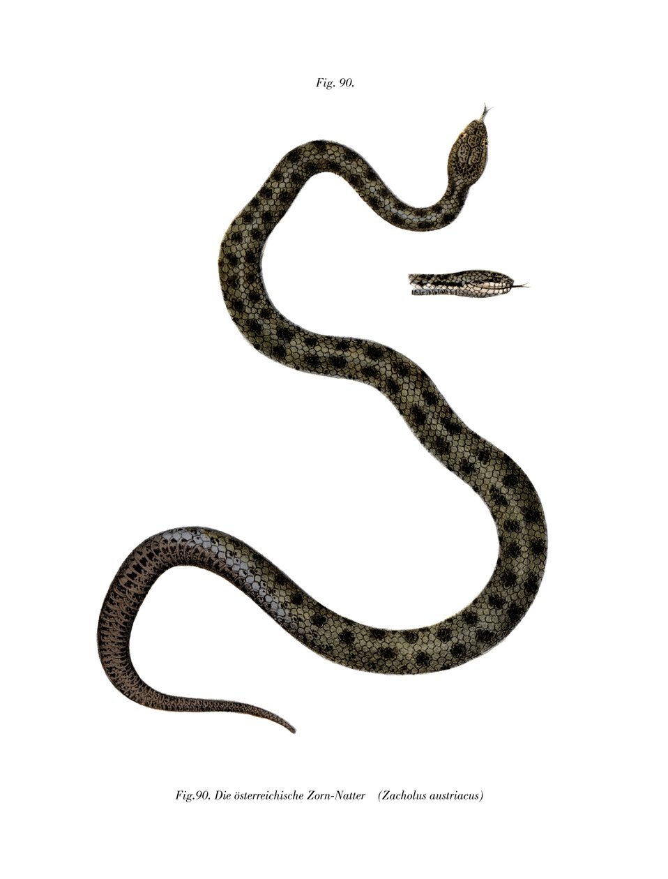 Smooth Snake (cor litho) de German School