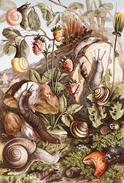 Caracóis, prato de "Brehms Tierleben": Allgemeine Kunde des Tierreichs", vol.10, p.336, publicado pelo Bibliographisches Institut de German School