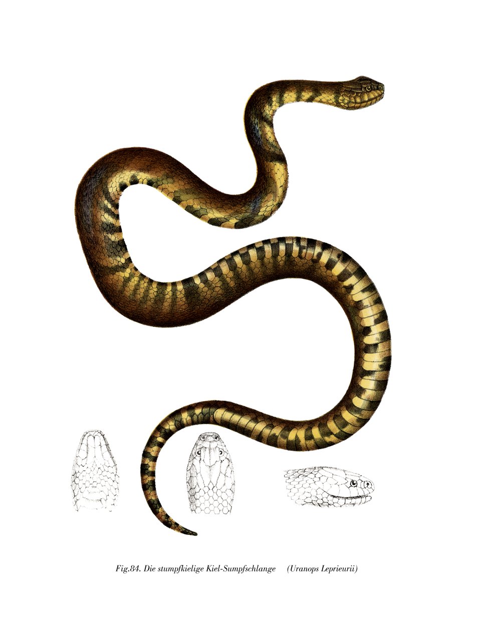 Cobra (cor litho) de German School
