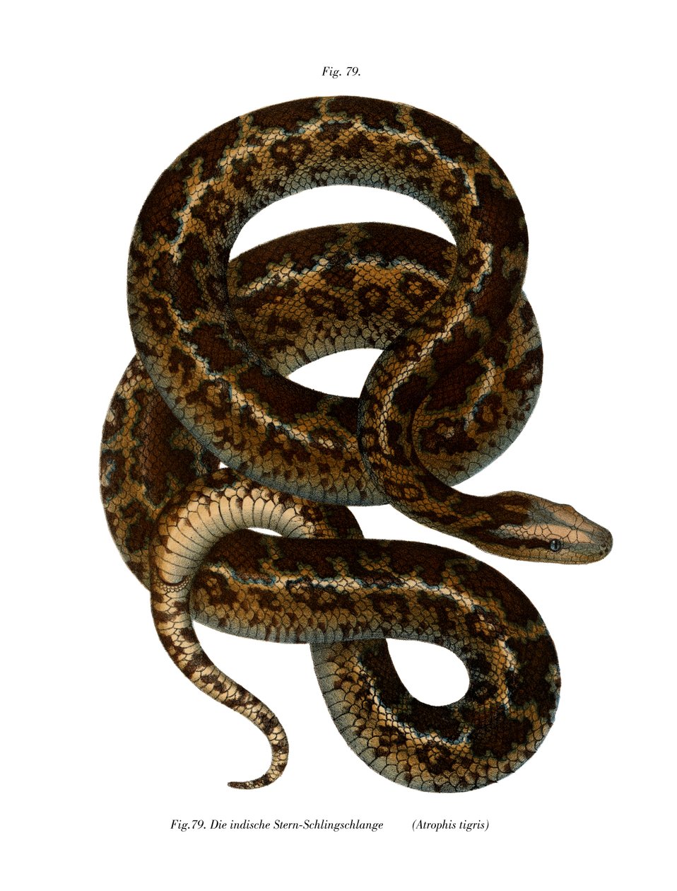 Cobra (cor litho) de German School