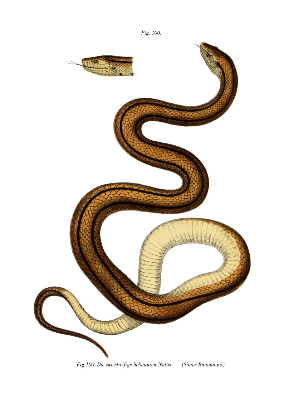Cobra (cor litho) de German School