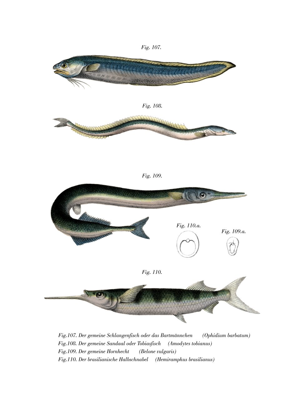 Snake Blenny (cor litho) de German School