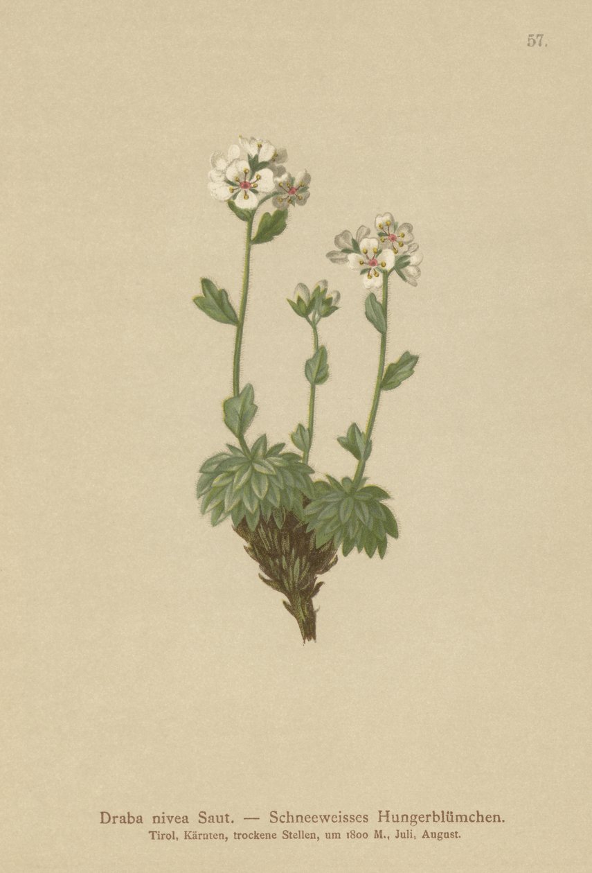 Branca de Neve Whitlow-grama (Draba nivea) de German School
