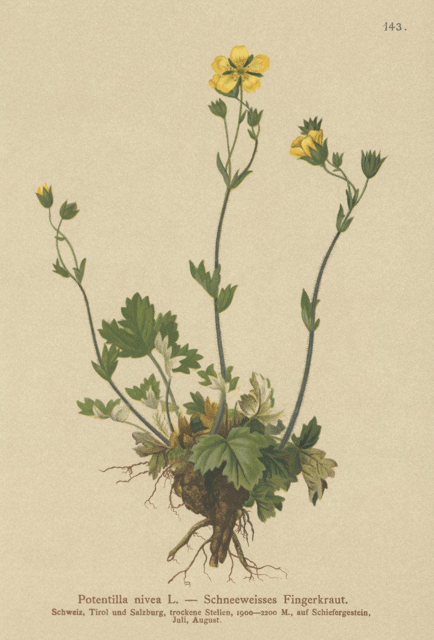 Cinquefoil de neve (Potentilla nivea) de German School