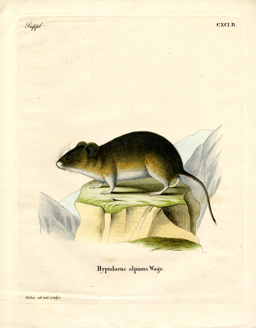 Snow Vole (gravura colorida) de German School