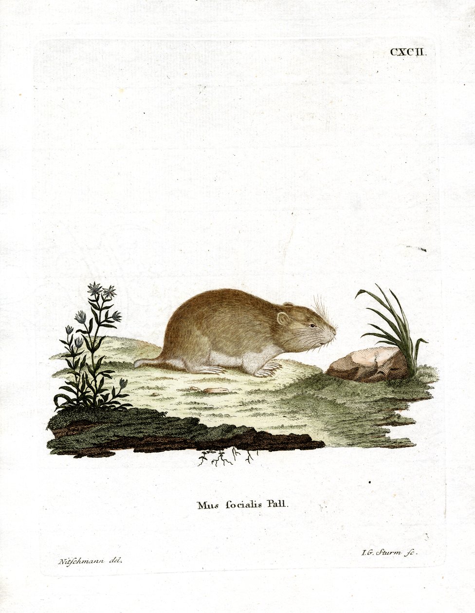 Social Vole (gravação a cores) de German School