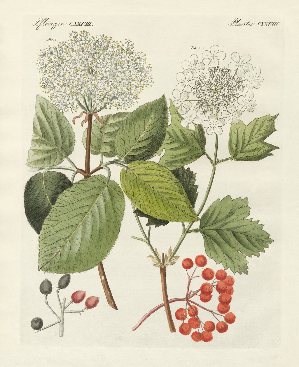 Alguns tipos de rosa guelder (gravura colorida) de German School