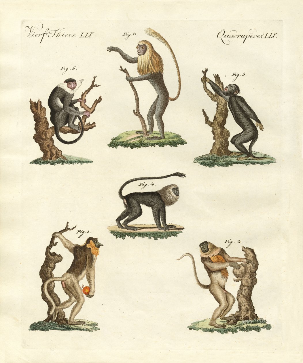 Alguns tipos de macacos de German School