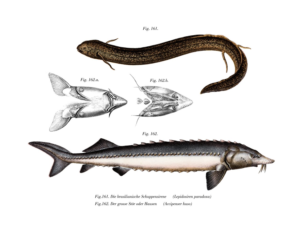 Peixe pulmão sul-americano (cor litho) de German School