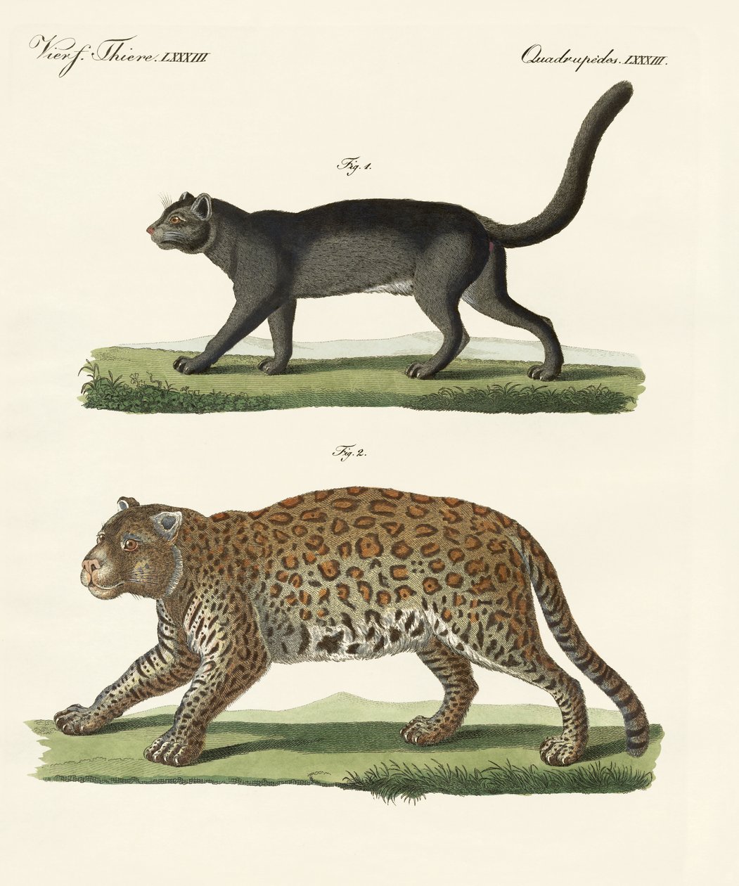 Animais sul-americanos (gravura colorida) de German School