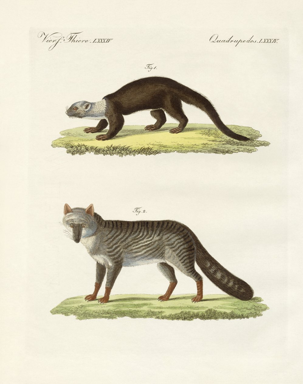 Animais sul-americanos (gravura colorida) de German School