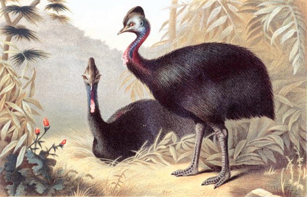 Southern Cassowary, placa de "Brehms Tierleben": Allgemeine Kunde des Tierreichs", vol.6, p.684, publicado pelo Bibliographisches Institut de German School