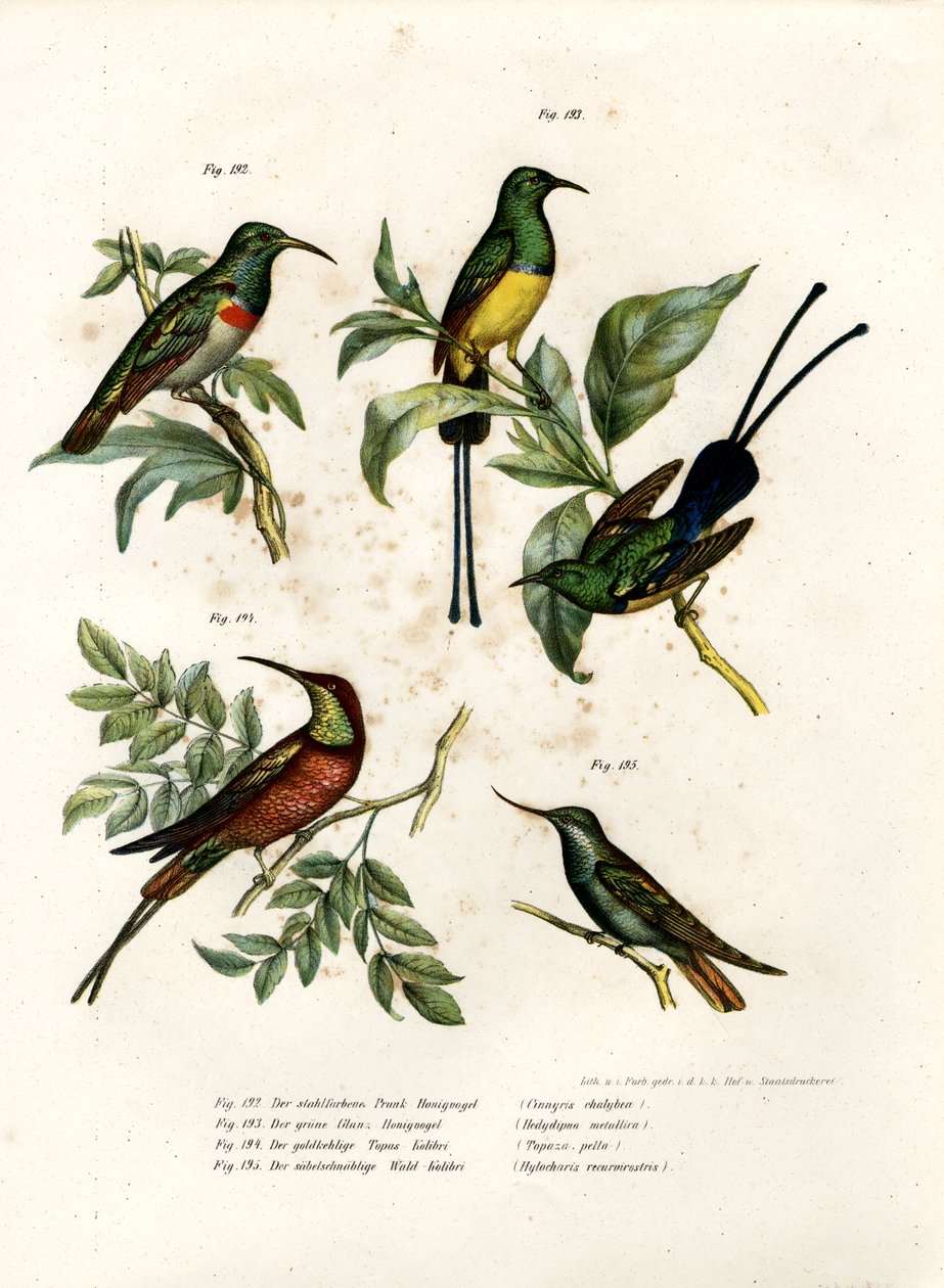 Sul-colarinho-de-coleira Sunbird, 1864 de German School