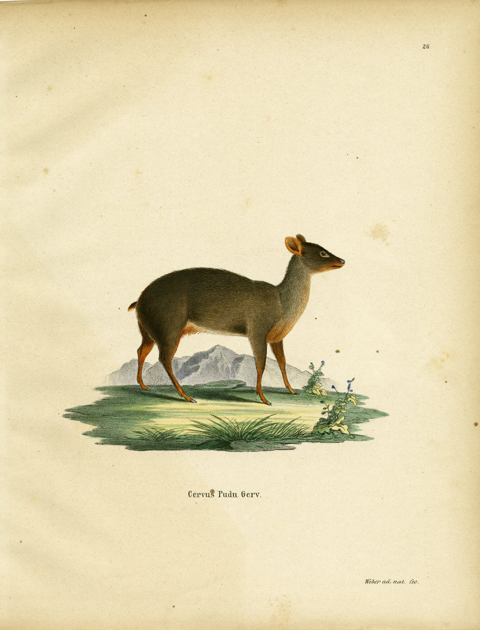 Pudu do sul de German School