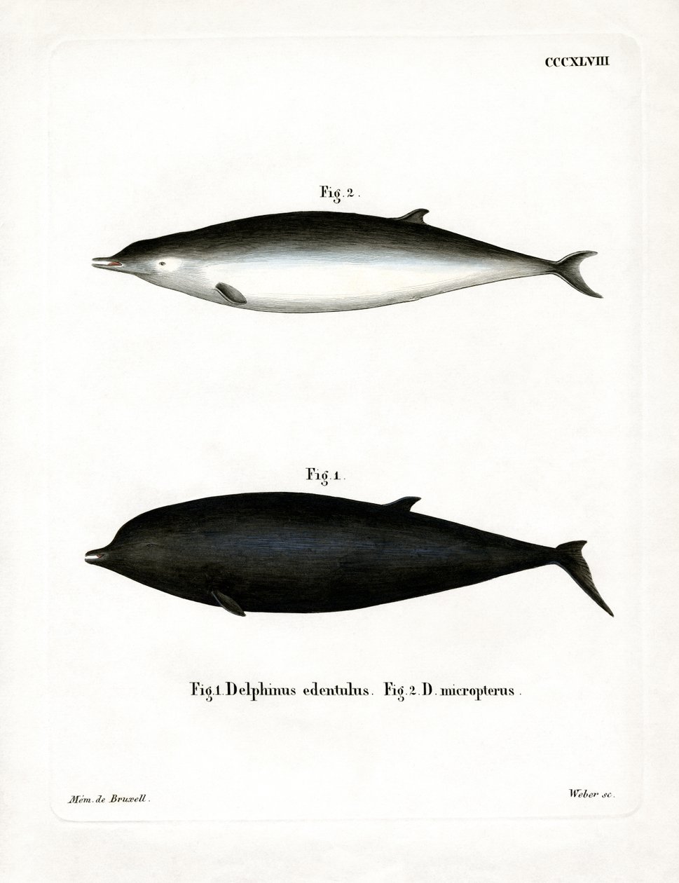 Baleia-de-bico-de-Sowerby (gravura colorida) de German School
