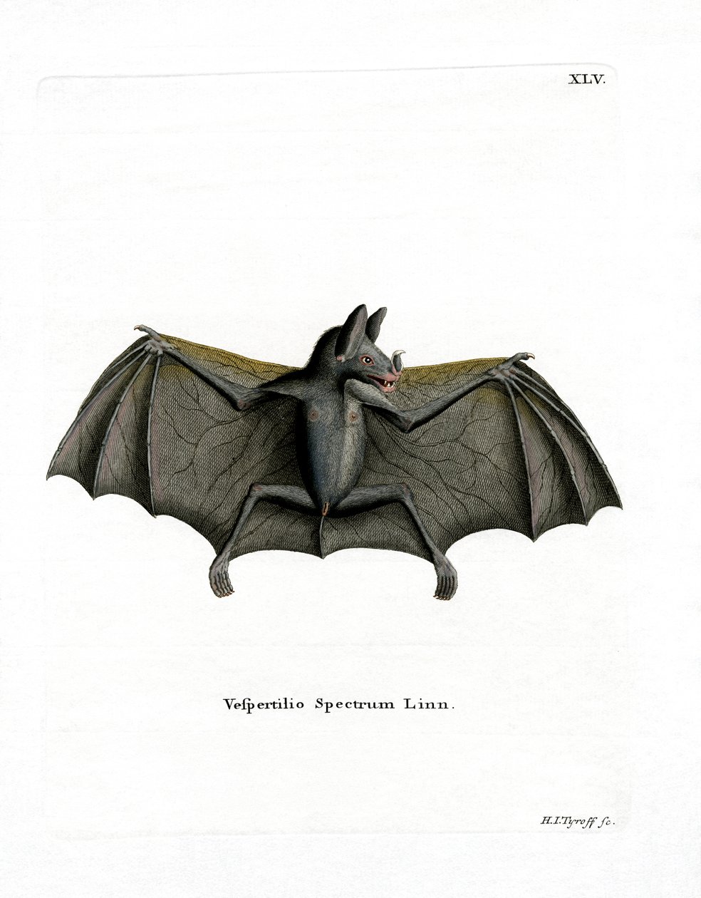 Morcego Espectral (gravura colorida) de German School