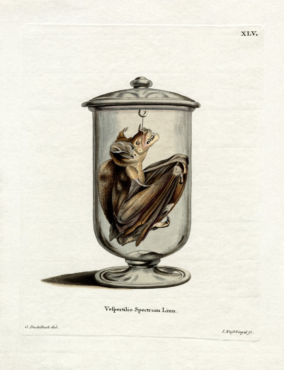 Morcego Espectral (gravura colorida) de German School