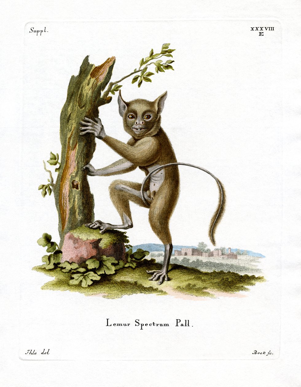 Tarsier Espectral (gravação colorida) de German School