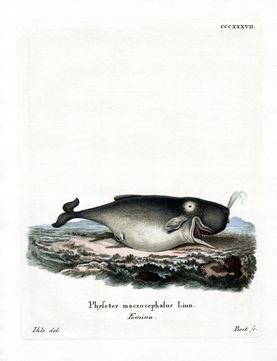 Cachalote (gravura colorida) de German School