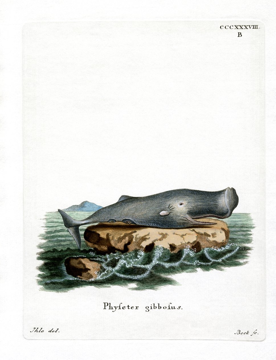 Cachalote (gravura colorida) de German School