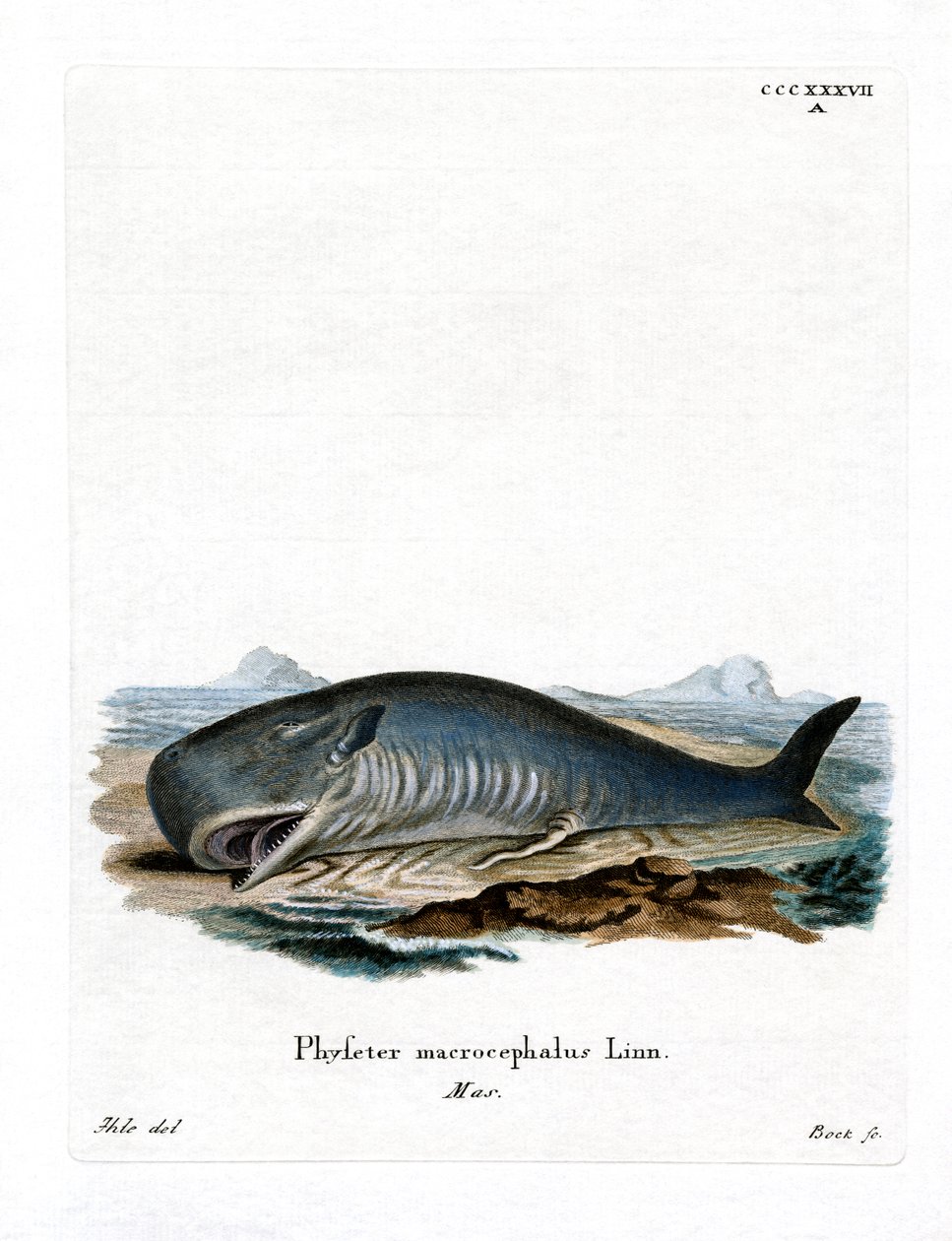 Cachalote (gravura colorida) de German School