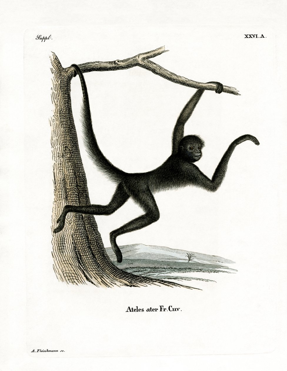 Macaco-aranha (gravação a cores) de German School