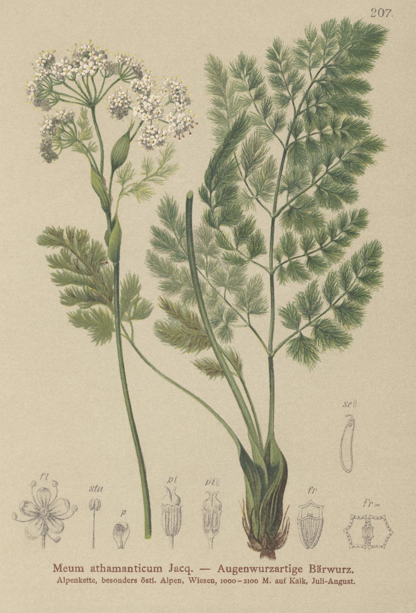 Spignel (My athamanticum) de German School
