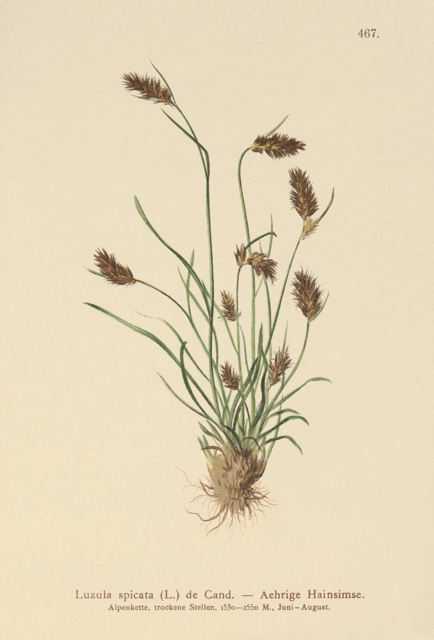 Erva-pau cravada (Luzula spicata) de German School