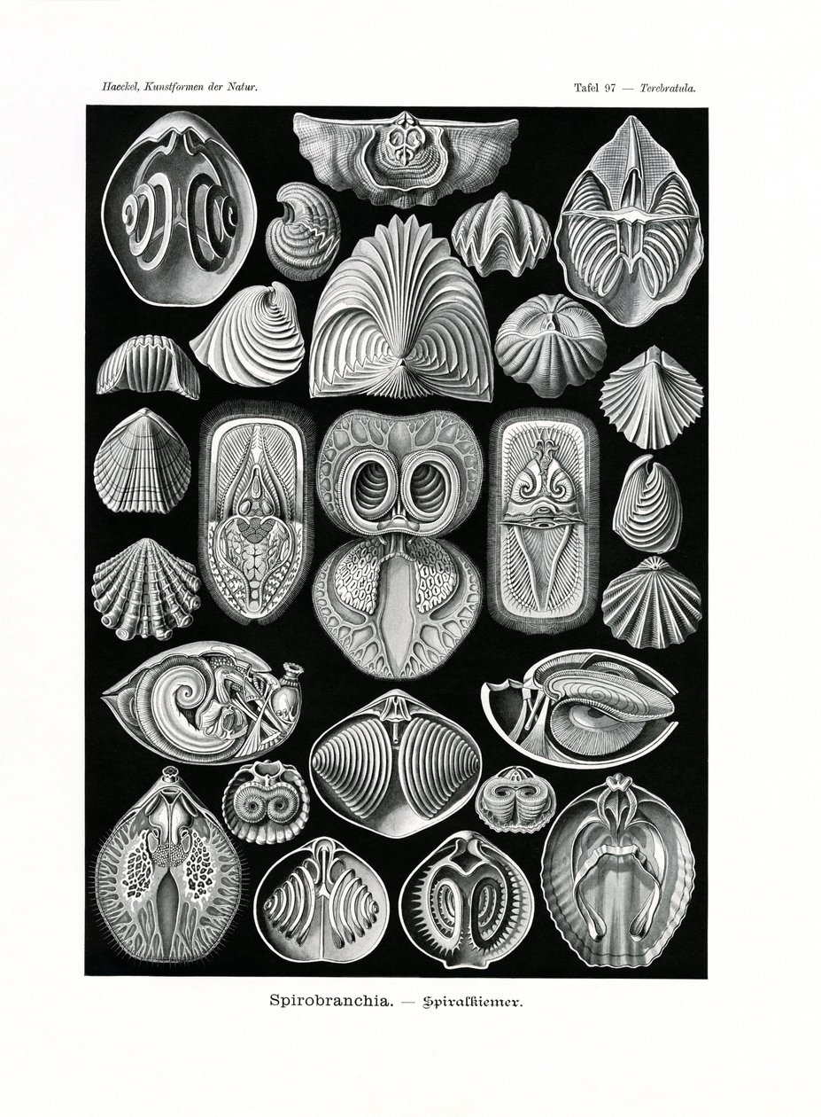 Spirobranchia, 1899-1904 de German School