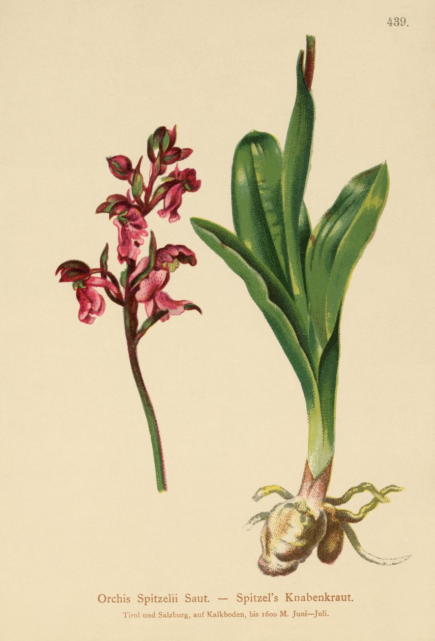 Orquídea do ponto (Orchis spitzelii) de German School