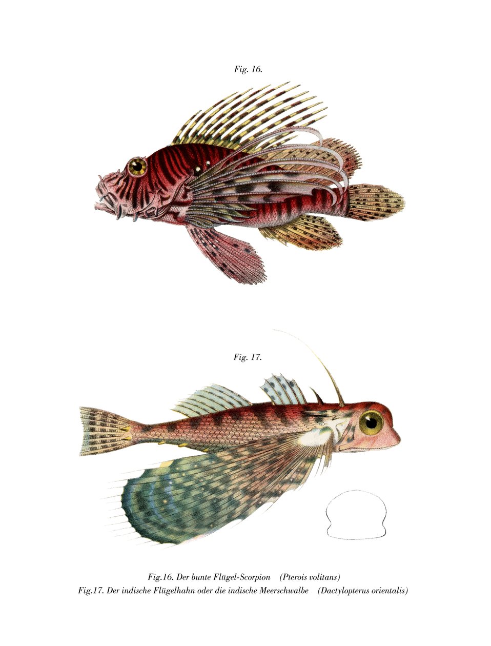 Spotfin Lionfish (cor litho) de German School