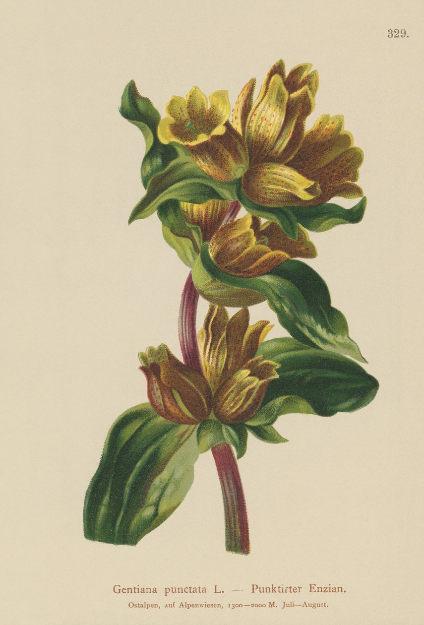 Genciana manchada (Gentiana punctata) de German School