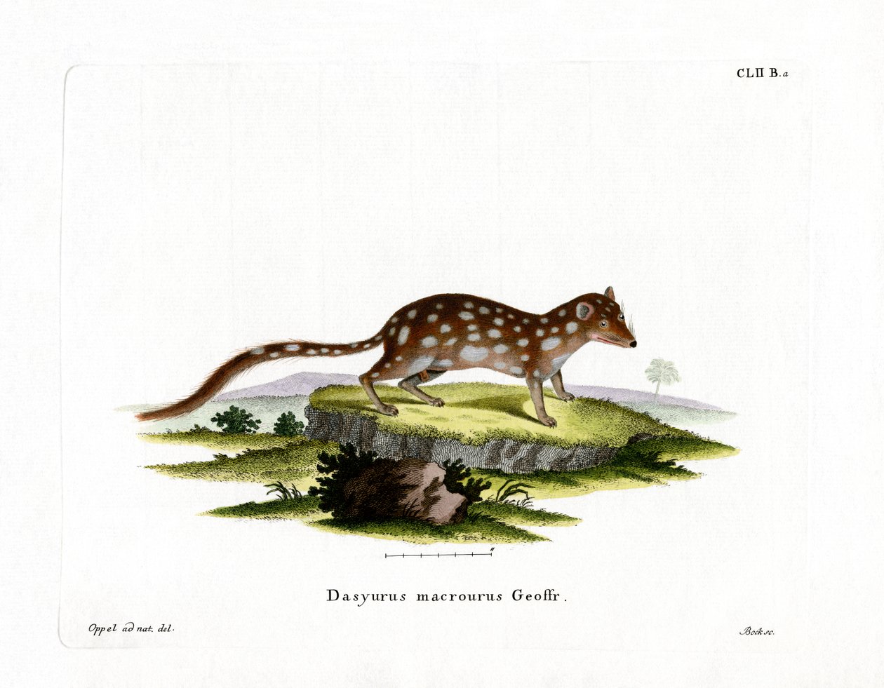 Spotted Quoll (gravura colorida) de German School