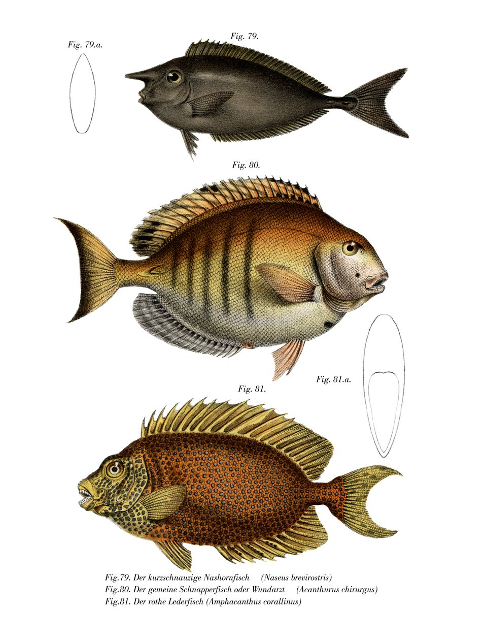 Spotted Unicornfish (cor litho) de German School