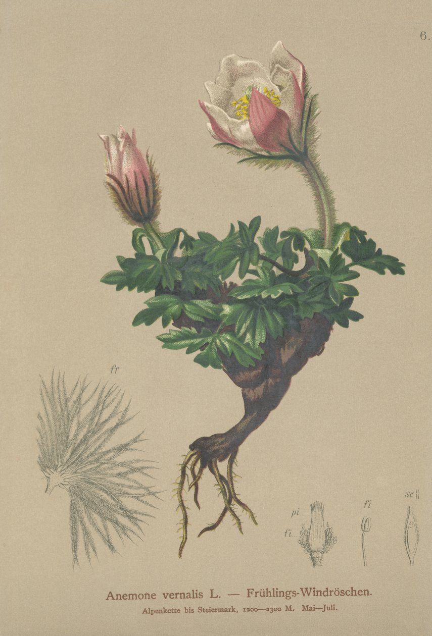 Anêmona da Primavera (Anemone vernalis, Pulsatilla vernalis) de German School
