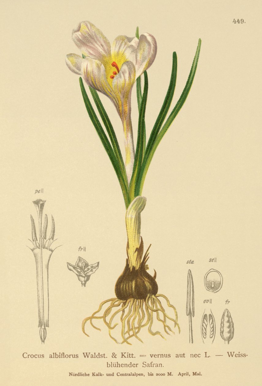 Açafrão primavera, (Crocus, albiflorus, açafrão, vernus) de German School