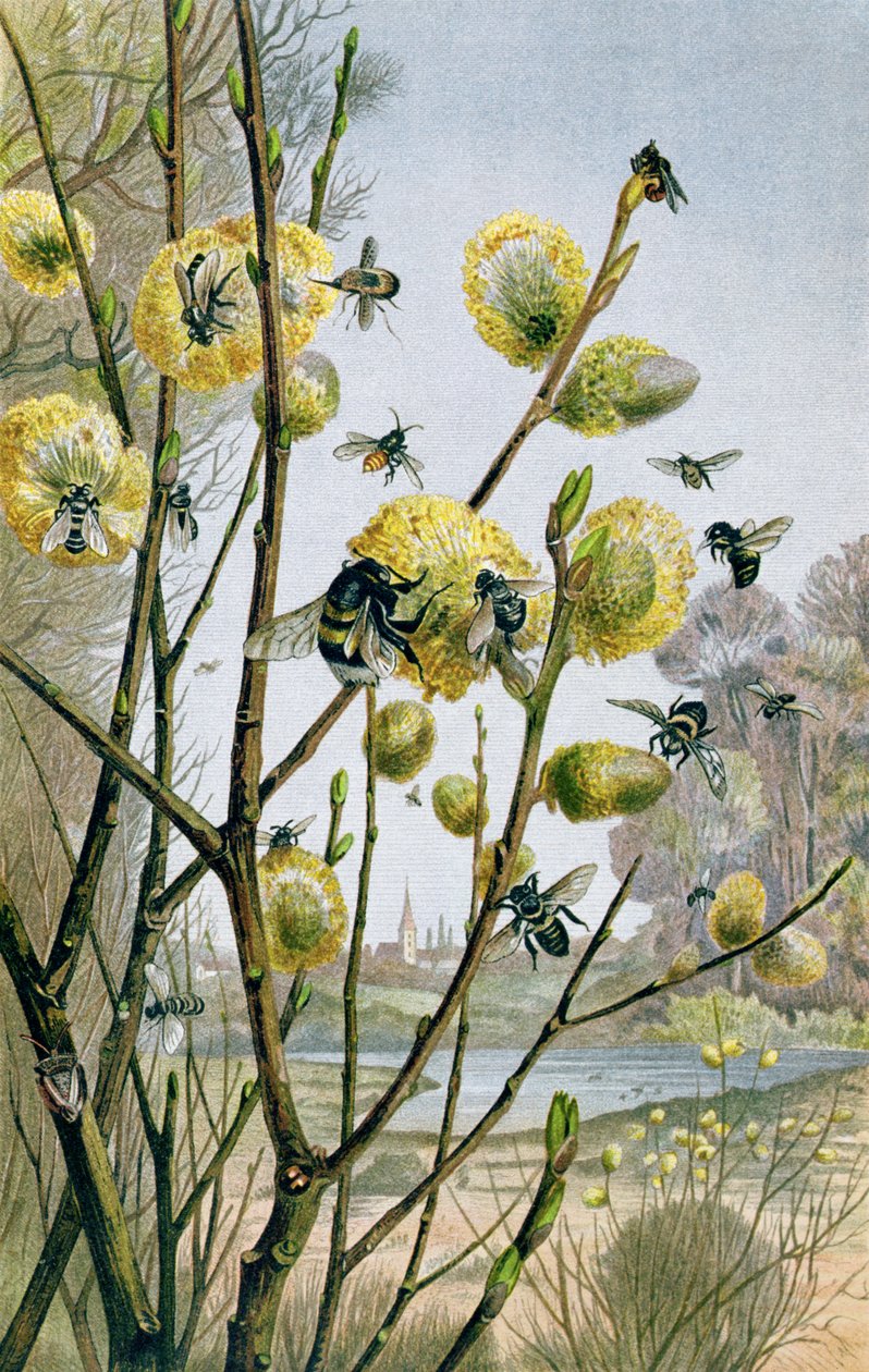 Primavera no Mundo dos Insetos, placa da Vida Animal de Brehm: Conhecimentos Gerais do Reino Animal, vol.9, p.216, publicado pelo Instituto Bibliográfico, 1892 de German School