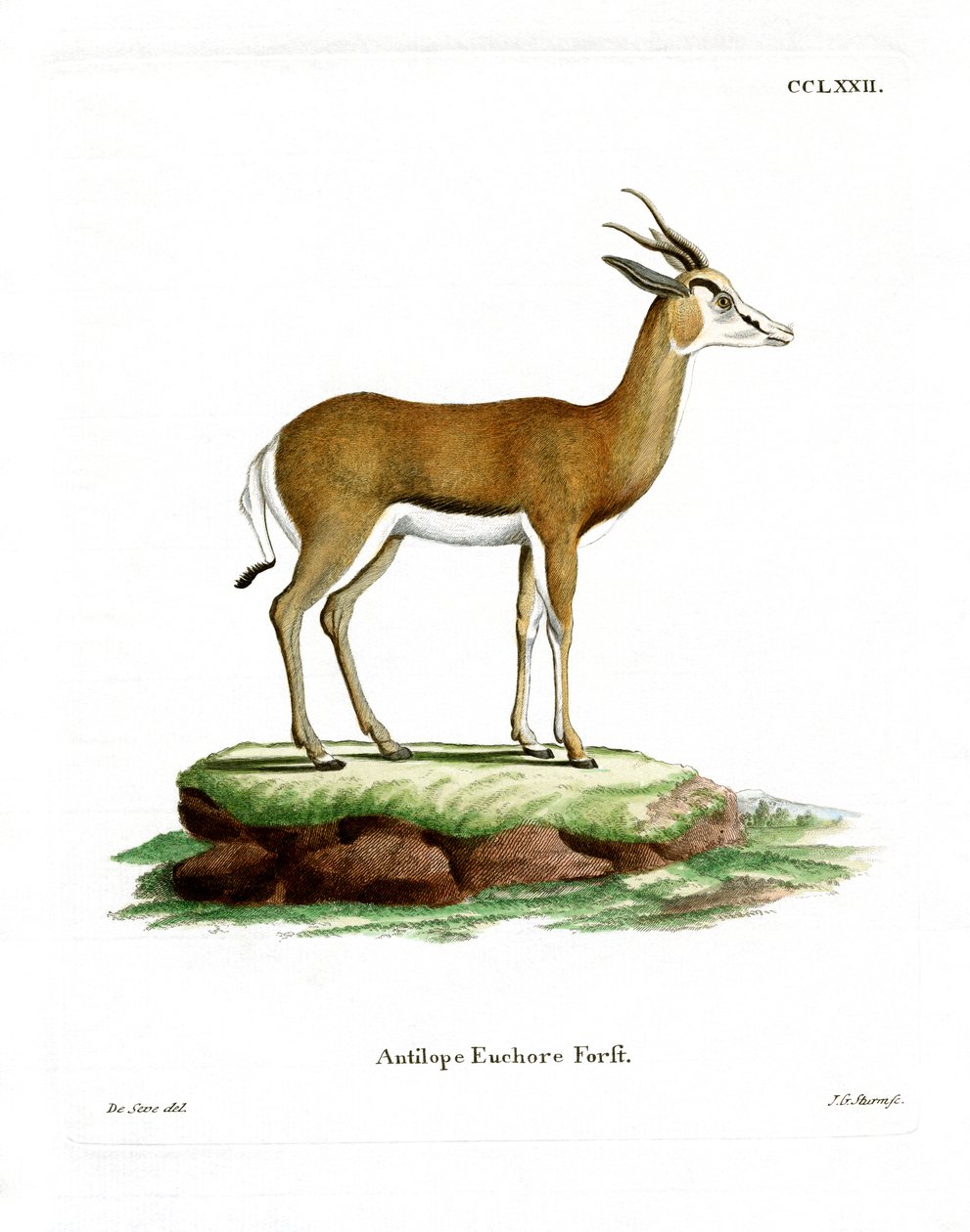 Springbok (gravação a cores) de German School