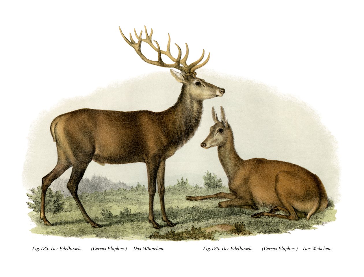 Cervo, 1860 de German School