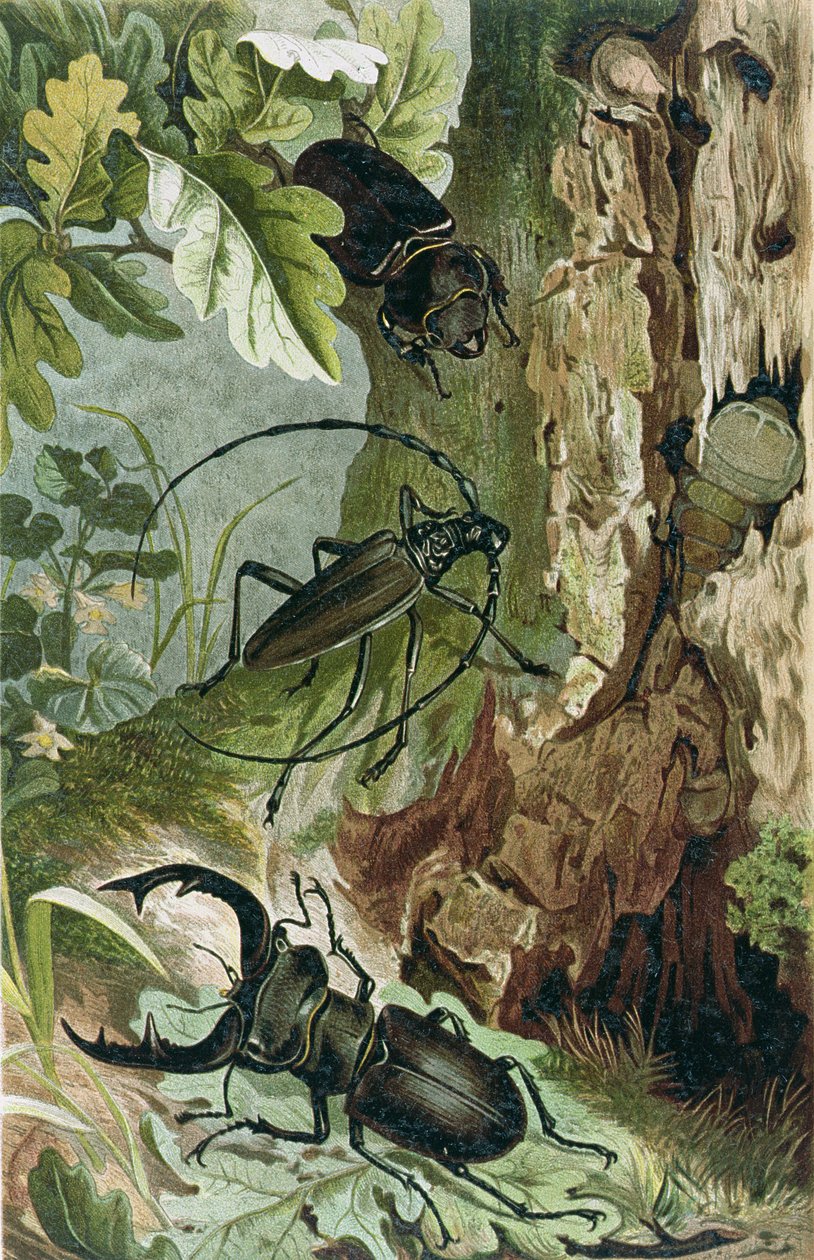 Besouro de Veado e Besouro Longicorniano, prato da Vida Animal de Brehm: Cliente geral do reino animal, vol. 9, p.80, publicado pelo Instituto Bibliográfico, 1892 de German School