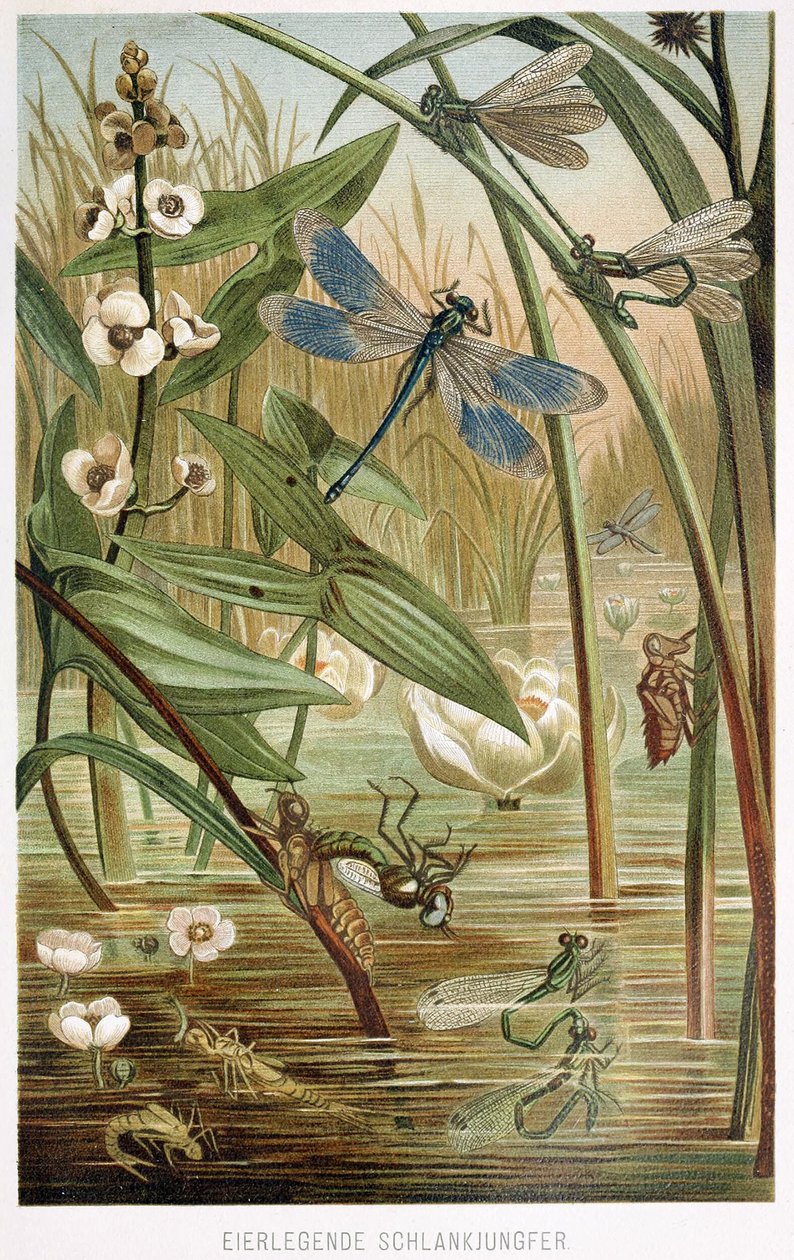 Etapas do desenvolvimento de uma libelinha, de Brehms Tierleben, pub. Década de 1860 de German School