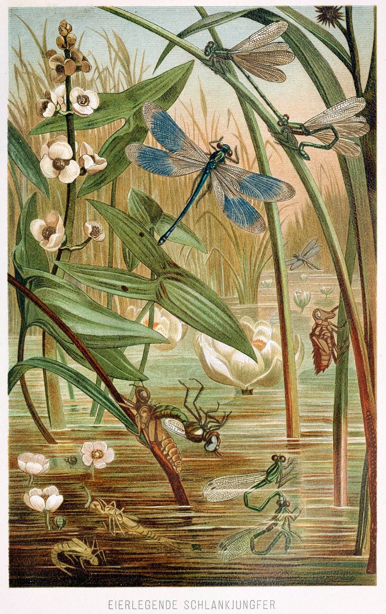 Estágios de desenvolvimento de uma libelinha, de Brehms Tierleben, pub. Litografia colorida de 1860, 1860. de German School