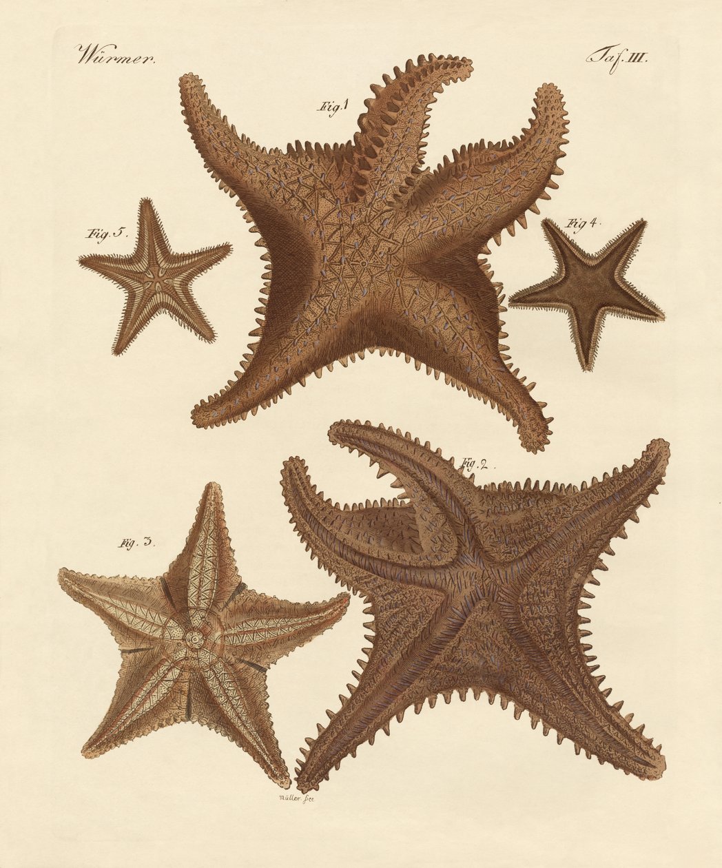 Estrelas do mar de German School
