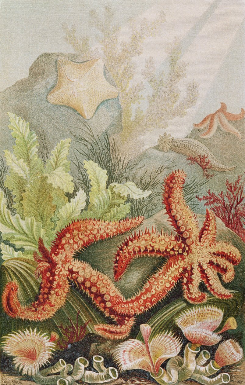 Starfish, registro de Brehms Tierleben: Allgemeine Kunde des Tierreichs, Vol. 10, p.528, publicado pelo Bibliographisches Institut, 1893 de German School
