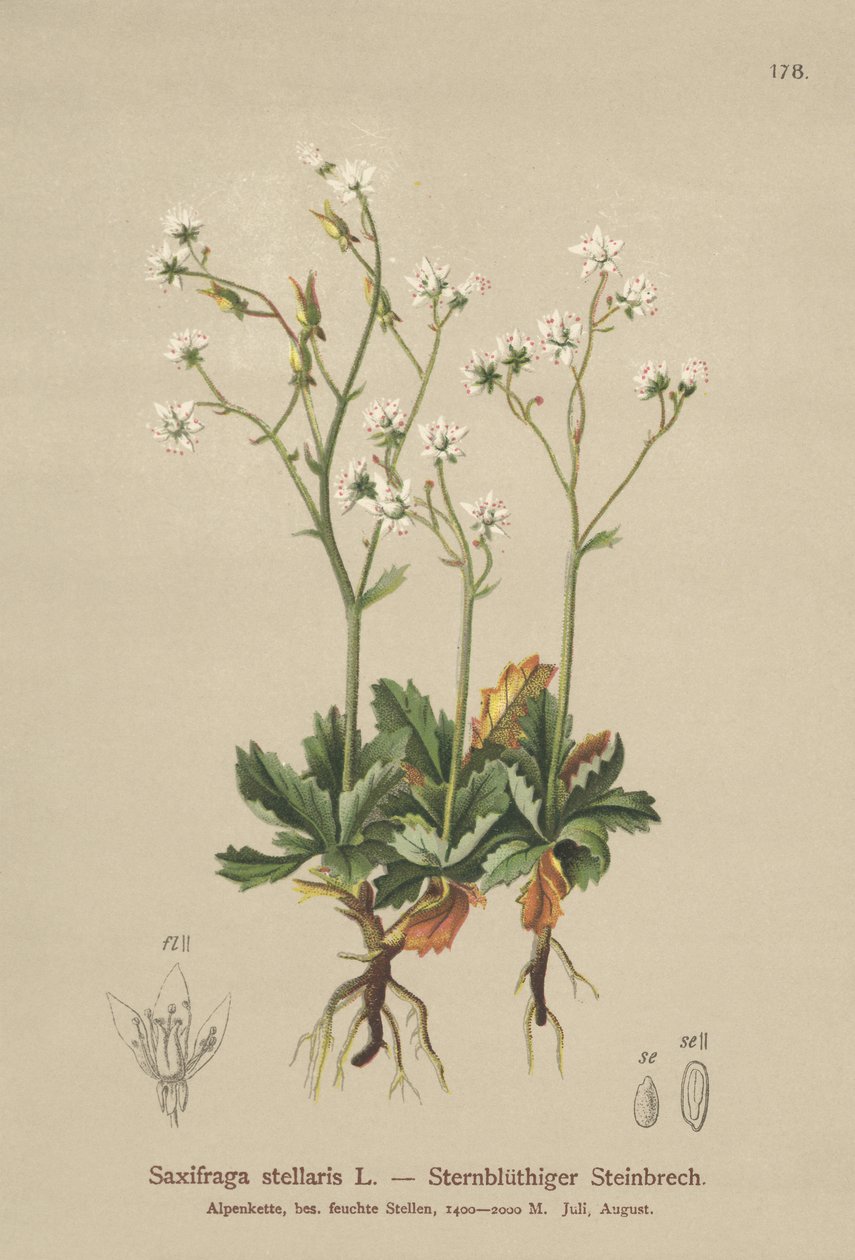 Saxifraga Estrelada (Saxifraga stellaris) de German School