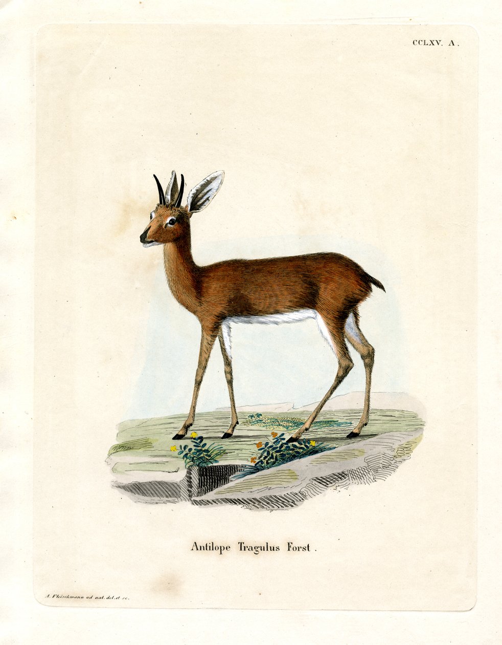 Steenbok (gravação a cores) de German School