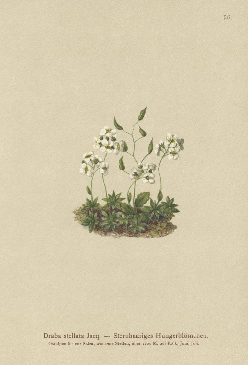 Whitlow-grama estrelado (Draba stellata) de German School