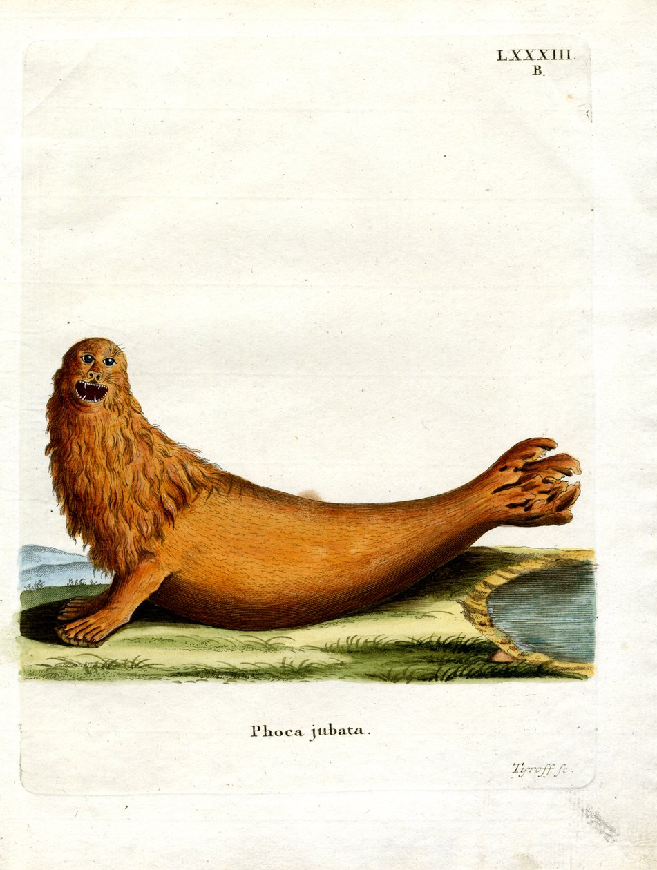 Steller Sea Lion (gravura colorida) de German School
