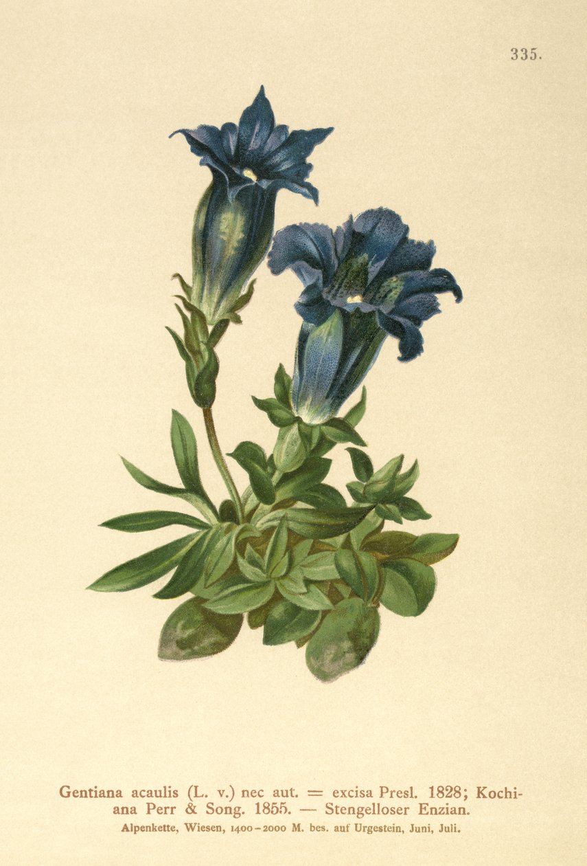 Stemless genciana (acaulis Gentiana, cortando Geniiana) de German School
